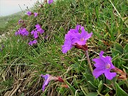 48 Primula glaucescens (Primula di Lombardia)